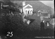 25ProSafrandorf