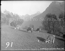 91ProSafrandorf