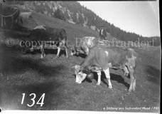 134ProSafrandorf