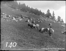 140ProSafrandorf