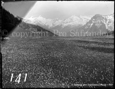 141ProSafrandorf
