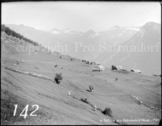 142ProSafrandorf