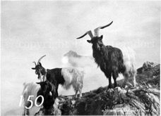 150ProSafrandorf