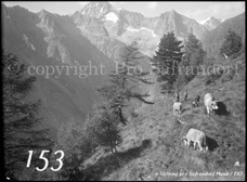 153ProSafrandorf