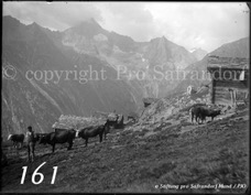 161ProSafrandorf