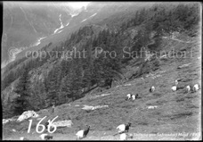 166ProSafrandorf