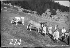 274ProSafrandorf