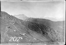 202ProSafrandorf